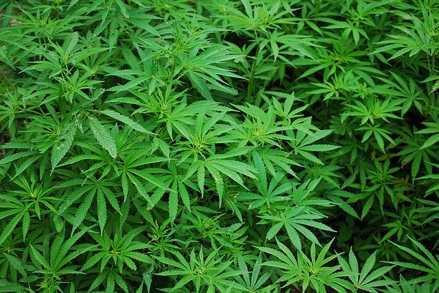 kannabisz olaj árak
